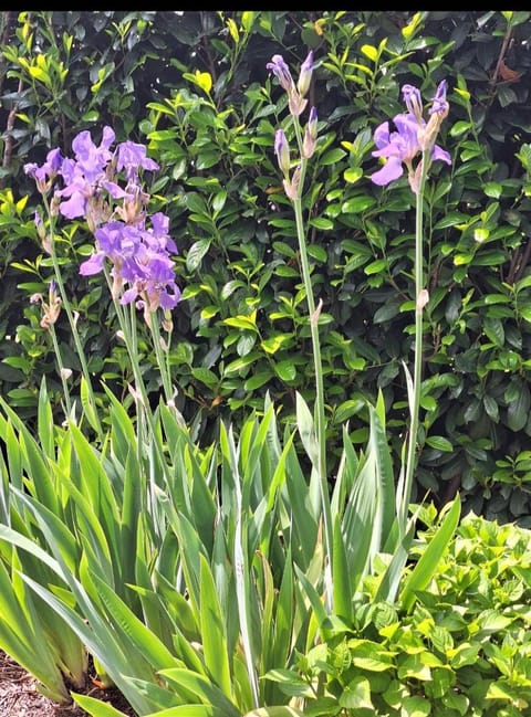 Garden, Garden view