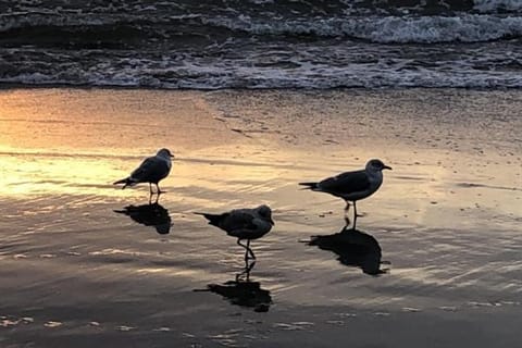 Natural landscape, Beach