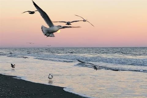 Beach, Sea view, Sunrise