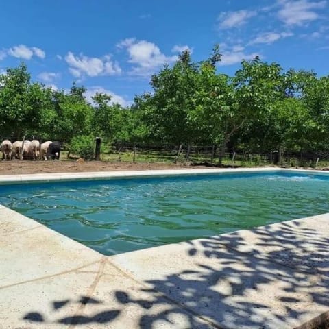 Garden, Garden view, Swimming pool, Swimming pool