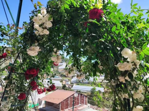 Day, Garden, Garden view