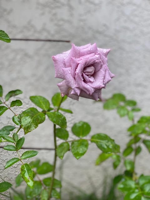 Day, Garden, Garden view