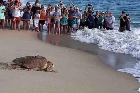 Day, Natural landscape, Beach, Animals