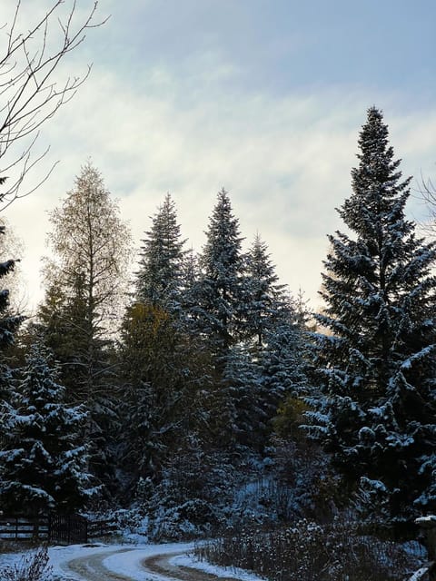 Pine Hill - Zlatar Hill - kuća za odmor House in Zlatibor District, Serbia