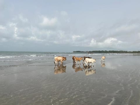 Natural landscape, Beach, Animals, Sea view