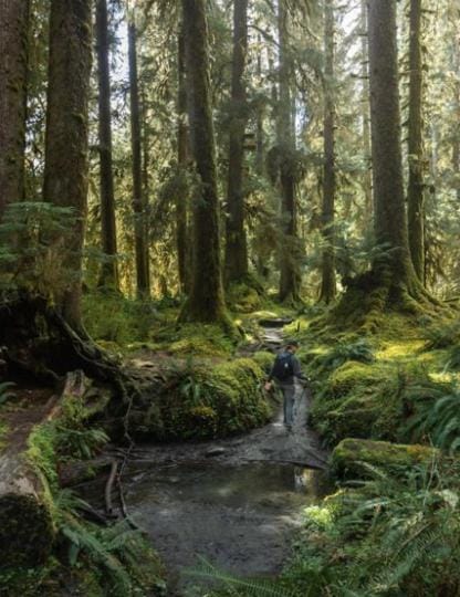 Starlight Olympic Glamping Tenda de luxo in Olympic National Park