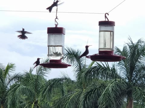 Hummingbird Inn Pedasi Auberge de jeunesse in Los Santos Province, Panama