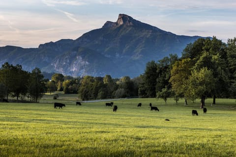 Day, Natural landscape, Animals, Mountain view