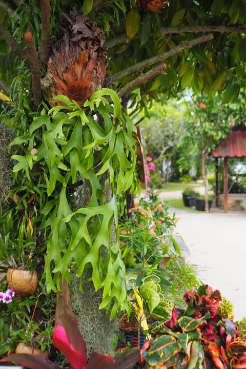 Day, Garden, Garden view