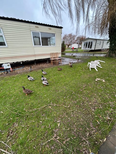 Property building, Garden, Animals