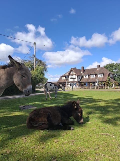 The Fighting Coks Hotel in New Forest District