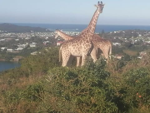 5 Plantation rd House in Port Alfred