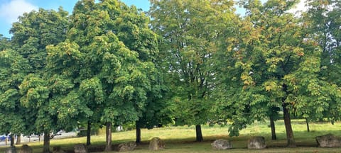 Day, Natural landscape, Quiet street view