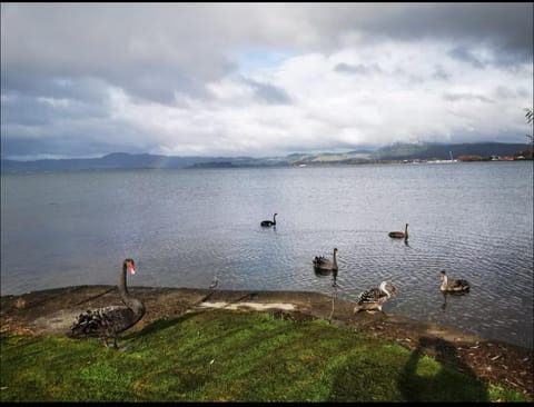 Absolutely Lake Front house-Private lake access House in Rotorua