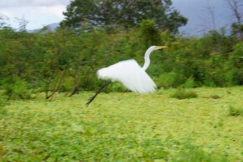 Hostal y Restaurante Rancho Merida Nature lodge in Nicaragua