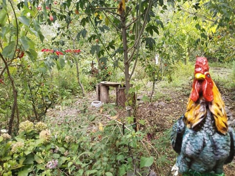 Cheerful little cottage, with a grill and campfire area Apartment in Madre de Dios, Peru