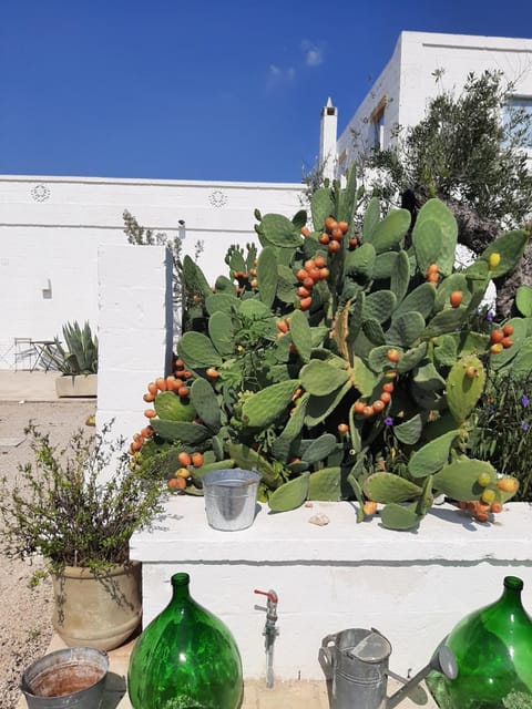 Masseria Fulcignano Estadia em quinta in Apulia