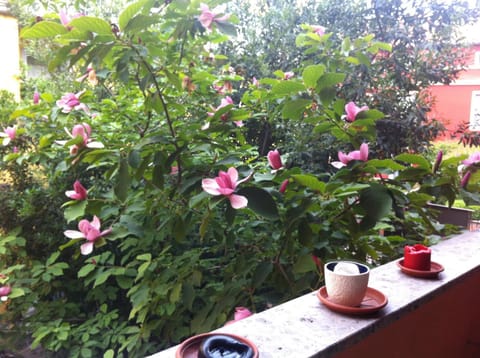 Spring, Day, Garden, Garden view, Inner courtyard view