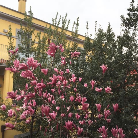 Spring, Day, Garden, Garden view, Inner courtyard view