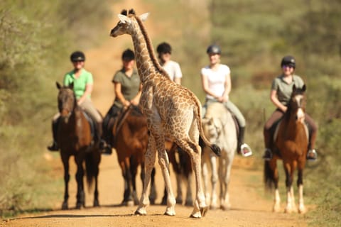 Horse-riding, Animals