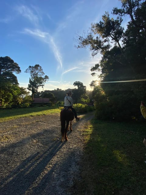 Natural landscape, Animals, Sunset