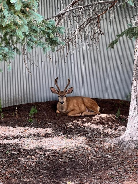 Historic 1895 Home House in Cripple Creek
