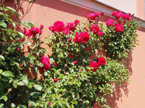 Facade/entrance, Garden view