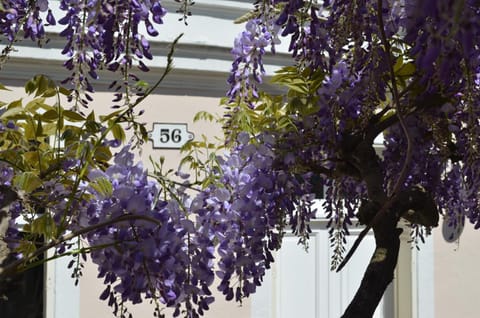Wisteria Bed and Breakfast in Fontainebleau