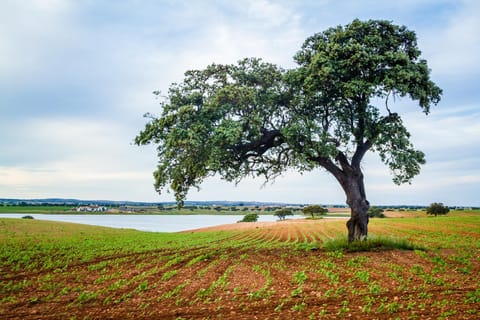 Landmark view