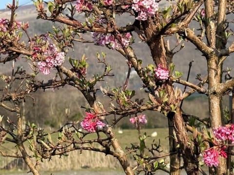 Snowdon Cottage Llanberis Tucked Away In The Mountains Of Snowdonia House in Llanberis