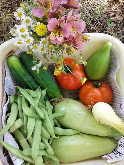 Apartments Villa Anton Apartment in Poreč