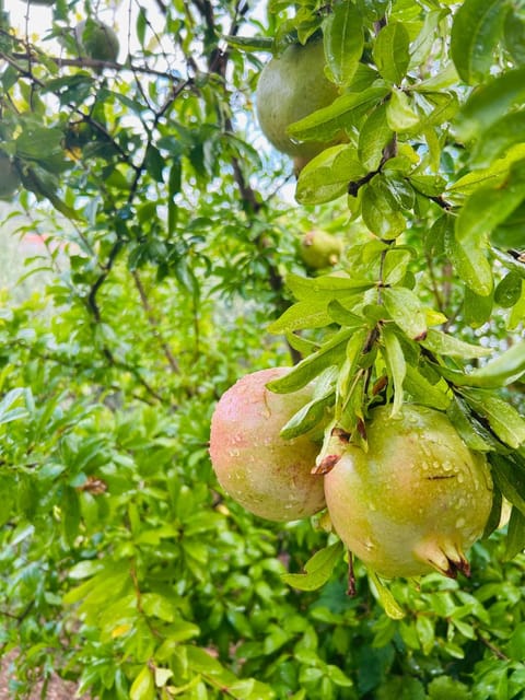 Apartments Irena Apartment in Tisno
