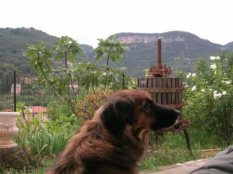 Staff, Garden, Pets, Garden view, Mountain view