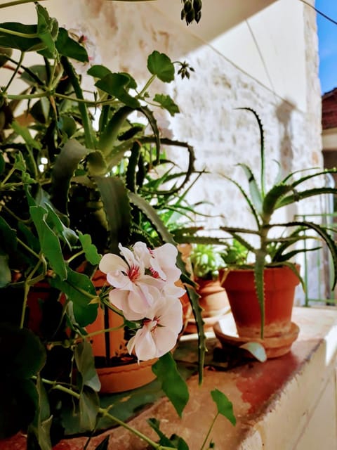 Kuća Ivan Apartment in Biograd na Moru