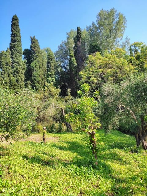 Natural landscape