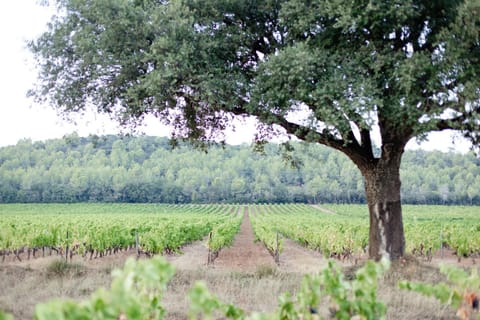 Day, Natural landscape, Garden, Garden view
