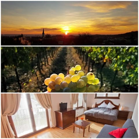 Villa Vinica Bed and Breakfast in Bratislava Region, Slovakia