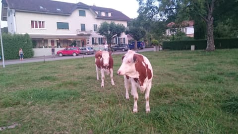 Property building, Animals, Sunset