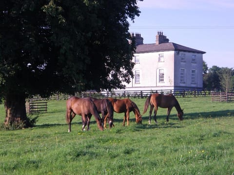 Animals
