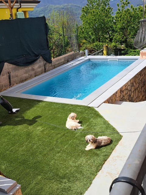 Pets, Garden view, Pool view, sunbed