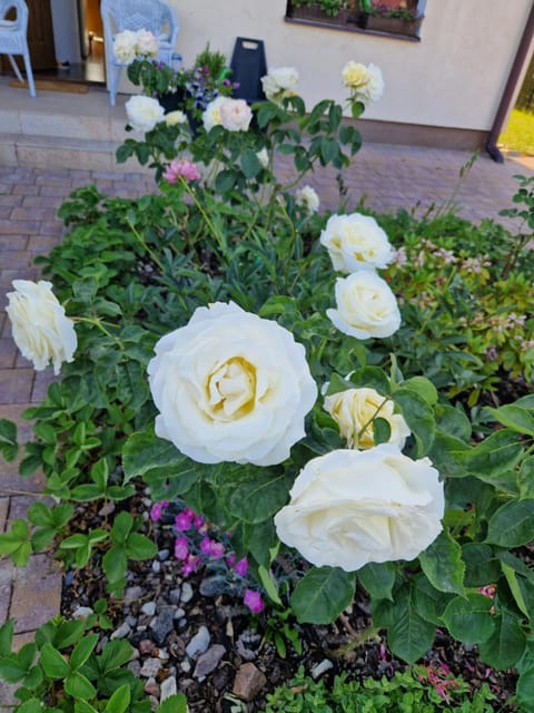 House 15 min Gdansk Old Town and Airport House in Gdansk