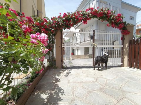 Property building, Animals, Pets, pet friendly, pet friendly