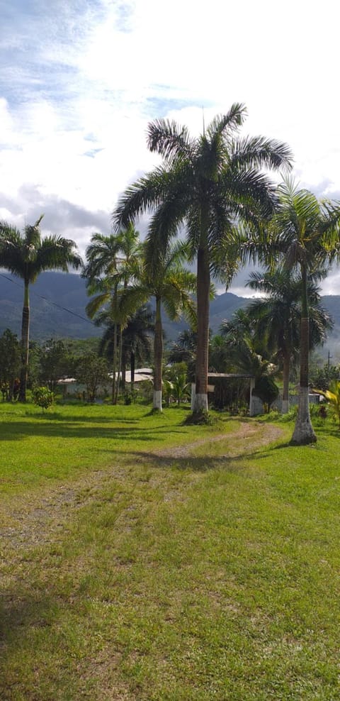 Natural landscape, Garden, Garden view