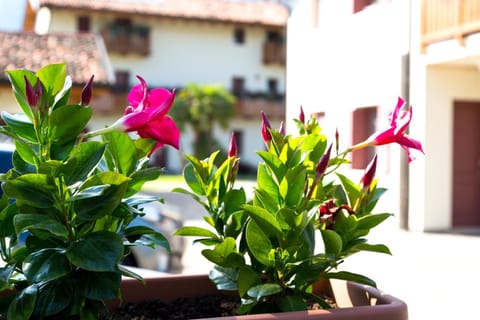 Albergo Diffuso Polcenigo B.Vittorio Apartment in Friuli-Venezia Giulia