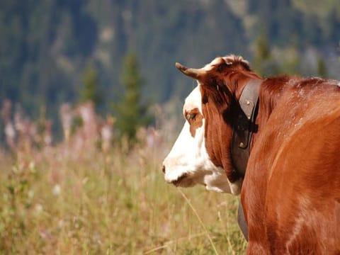 Appartement de charme pour 8 pers. au pied des pistes avec WIFI et Parking - FR-1-505-224 Apartment in Notre-Dame-de-Bellecombe