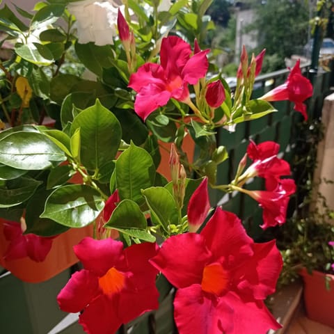 Day, Balcony/Terrace