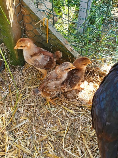 Gîte à la ferme Apartment in Île-de-France