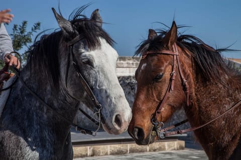 Horse-riding