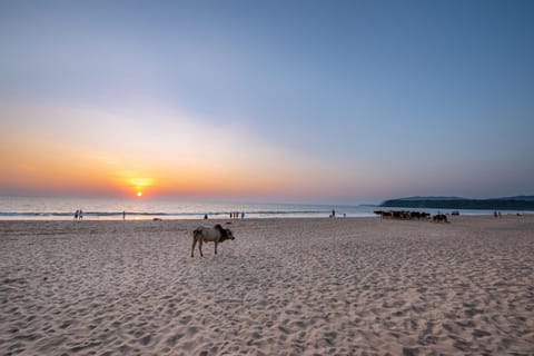 Beach, Sunset