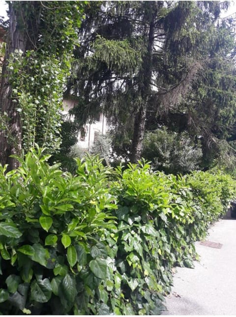 Garden, Garden view, Inner courtyard view